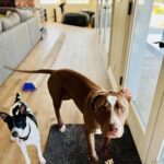 Zach McGowan Instagram - Getting bigger by the day. Big dog is Buster little dog is Loko… their names describe their general approach to life... I love all dogs but these two are my favorites✌️❤️🍻