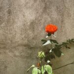 Zahara Instagram - Esa rosa es mía. Y ese pedazo de cielo azul también es mío. El texto no es mío, es de @labenitoescribe y lo estoy leyendo con calma al sol y me está sabiendo el café, que sí que es mío, a gloria. El muñeco que riega es de él mismo, pero un poco mío tambien es. Las rosas rosas son muy bonitas y ya no sé a quién pertenecen. MÍO