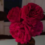 Zahara Instagram - Esa rosa es mía. Y ese pedazo de cielo azul también es mío. El texto no es mío, es de @labenitoescribe y lo estoy leyendo con calma al sol y me está sabiendo el café, que sí que es mío, a gloria. El muñeco que riega es de él mismo, pero un poco mío tambien es. Las rosas rosas son muy bonitas y ya no sé a quién pertenecen. MÍO