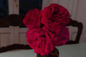 Zahara Instagram - Esa rosa es mía. Y ese pedazo de cielo azul también es mío. El texto no es mío, es de @labenitoescribe y lo estoy leyendo con calma al sol y me está sabiendo el café, que sí que es mío, a gloria. El muñeco que riega es de él mismo, pero un poco mío tambien es. Las rosas rosas son muy bonitas y ya no sé a quién pertenecen. MÍO