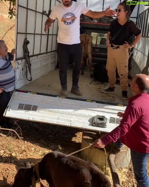 Zeynep Kankonde Instagram - "Bizi Allah burda yarattı" diyor ve konuyu kapatıyor abimiz... Kozan Kızlarsekisi mevkiinde yangından zarar gören hayvanlar @meyako_rescue tarafından bölgeden kurtarıldı. Tedavileri devam etmektedir. Bir çok hayvanın acil tedaviye ihtiyacı var. Yardımlarınız için dernekle iletişime geçebilirsiniz...