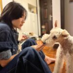 Zhang Meng'er Instagram - Meet my friend Mr. Darcy. This little old boy is 17! He’s the most characterful dog I know.