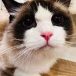 Zhang Yixing Instagram - cats + being in Changsha = good life