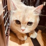 Zhang Yixing Instagram - cats + being in Changsha = good life
