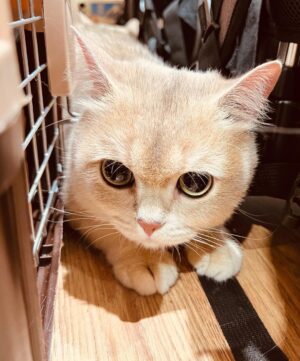 Zhang Yixing Instagram - cats + being in Changsha = good life