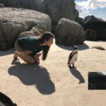 Zoe Viccaji Instagram - Out of all our days in South Africa this was really the most memorable. It was so magical being this close to penguins on a beach!! And we were even more lucky because we caught them in their breeding season. If you ever get the chance to visit Cape Town you must go to boulders beach and spend a day with these guys ❤️🐧 #bouldersbeach #southafrica #capetown #wildlife #penguins #savetheplanet #loveanimals Boulders Beach Penguin Colony