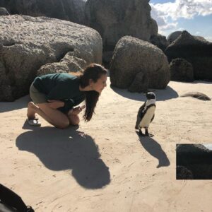 Zoe Viccaji Instagram - Out of all our days in South Africa this was really the most memorable. It was so magical being this close to penguins on a beach!! And we were even more lucky because we caught them in their breeding season. If you ever get the chance to visit Cape Town you must go to boulders beach and spend a day with these guys ❤️🐧 #bouldersbeach #southafrica #capetown #wildlife #penguins #savetheplanet #loveanimals