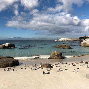 Zoe Viccaji Instagram - Out of all our days in South Africa this was really the most memorable. It was so magical being this close to penguins on a beach!! And we were even more lucky because we caught them in their breeding season. If you ever get the chance to visit Cape Town you must go to boulders beach and spend a day with these guys ❤️🐧 #bouldersbeach #southafrica #capetown #wildlife #penguins #savetheplanet #loveanimals