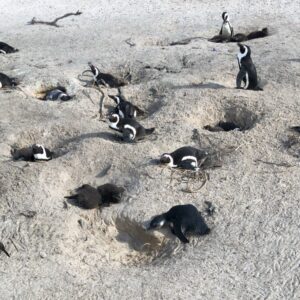 Zoe Viccaji Instagram - Out of all our days in South Africa this was really the most memorable. It was so magical being this close to penguins on a beach!! And we were even more lucky because we caught them in their breeding season. If you ever get the chance to visit Cape Town you must go to boulders beach and spend a day with these guys ❤️🐧 #bouldersbeach #southafrica #capetown #wildlife #penguins #savetheplanet #loveanimals