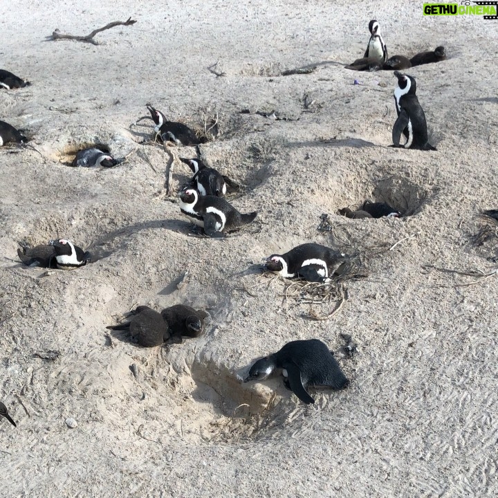 Zoe Viccaji Instagram - Out of all our days in South Africa this was really the most memorable. It was so magical being this close to penguins on a beach!! And we were even more lucky because we caught them in their breeding season. If you ever get the chance to visit Cape Town you must go to boulders beach and spend a day with these guys ❤️🐧 #bouldersbeach #southafrica #capetown #wildlife #penguins #savetheplanet #loveanimals Boulders Beach Penguin Colony