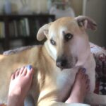Zoe Viccaji Instagram - Loving forever-home needed for our Dog Akamaru. My brother is wrapping up affairs in Pakistan, and though he would love to take him to Colombo, he will not get along with his male Beagle, Buster who is already there. Aku is a house/ in-door dog and very social with friends, often demands petting, and is extremely loving. Do let us know if you or anyone you know is interested. My brother is in Karachi for a short time, so it would be good to try now and see if he adjusts to a new home.