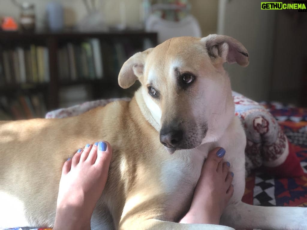 Zoe Viccaji Instagram - Loving forever-home needed for our Dog Akamaru. My brother is wrapping up affairs in Pakistan, and though he would love to take him to Colombo, he will not get along with his male Beagle, Buster who is already there. Aku is a house/ in-door dog and very social with friends, often demands petting, and is extremely loving. Do let us know if you or anyone you know is interested. My brother is in Karachi for a short time, so it would be good to try now and see if he adjusts to a new home.
