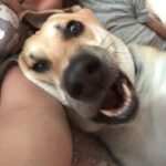 Zoe Viccaji Instagram - Loving forever-home needed for our Dog Akamaru. My brother is wrapping up affairs in Pakistan, and though he would love to take him to Colombo, he will not get along with his male Beagle, Buster who is already there. Aku is a house/ in-door dog and very social with friends, often demands petting, and is extremely loving. Do let us know if you or anyone you know is interested. My brother is in Karachi for a short time, so it would be good to try now and see if he adjusts to a new home.
