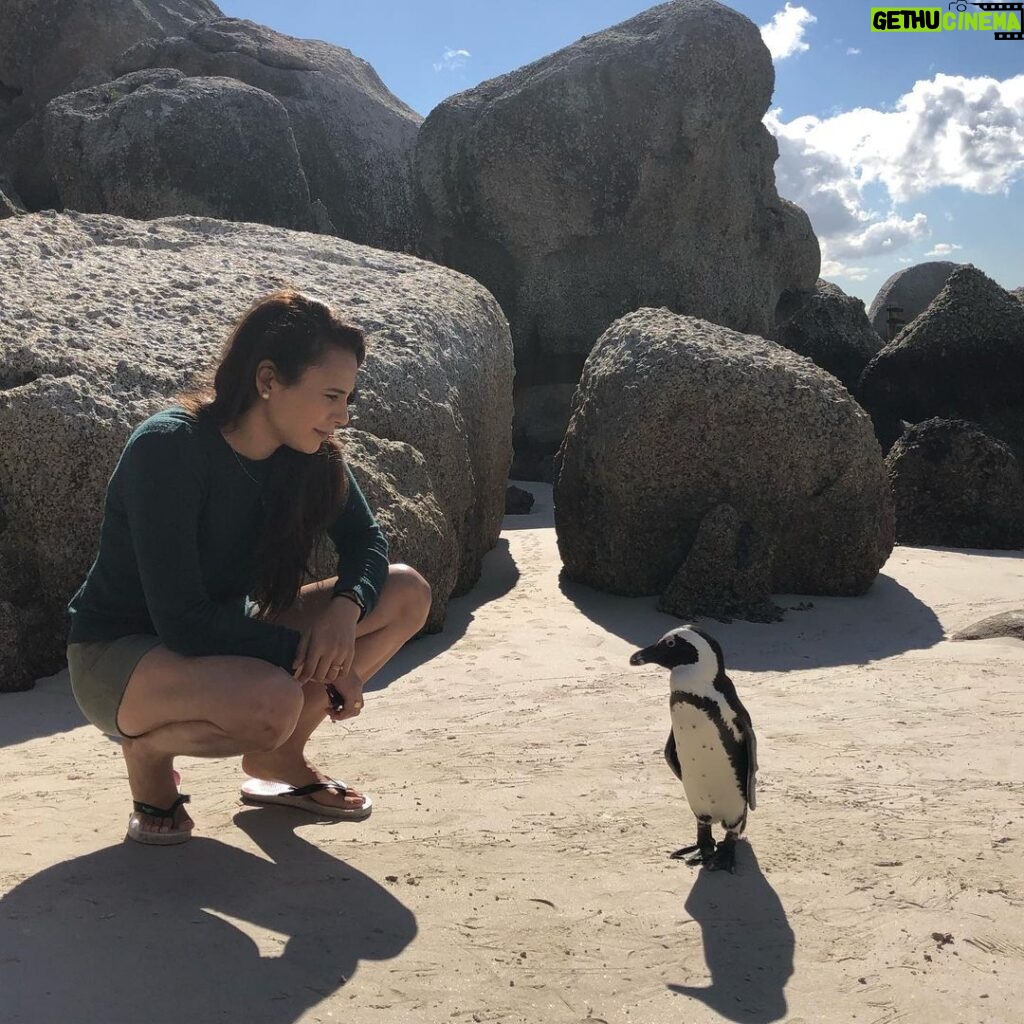 Zoe Viccaji Instagram - Out of all our days in South Africa this was really the most memorable. It was so magical being this close to penguins on a beach!! And we were even more lucky because we caught them in their breeding season. If you ever get the chance to visit Cape Town you must go to boulders beach and spend a day with these guys ❤🐧 #bouldersbeach #southafrica #capetown #wildlife #penguins #savetheplanet #loveanimals Boulders Beach Penguin Colony