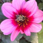 Zoie Palmer Instagram - Just walked outside into my backyard with my morning coffee to find this beautiful bumble bee. Such an incredible creature ❤️