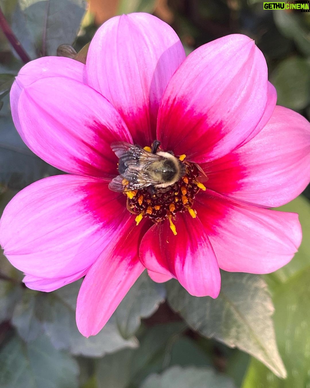 Zoie Palmer Instagram - Just walked outside into my backyard with my morning coffee to find this beautiful bumble bee. Such an incredible creature ❤️