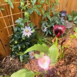 Zoie Palmer Instagram - The flowers in the background are called Passion flowers. They each open for 24 hours and then close never to open again. I’m fascinated by them and oddly a little afraid of them too.