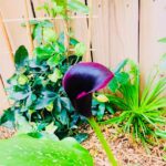Zoie Palmer Instagram - I made a flower! Well, I didn’t make it, the sun and the rain and… anyway I made a flower :)