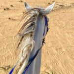 ali ajeena Instagram – Wandering around the desert Al Ain, UAE