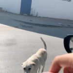 Aïcha Ben Ahmed Instagram - Thank you ❤️ #animals #animallovers #thankyou