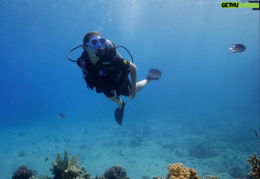 Aïcha Ben Ahmed Instagram - The most magical experience of my life ❤️❤️❤️ @sinaiblues @fssharmelsheikh 📷 @reefvideophoto #diving #sharmelsheikh #naturelovers #naturephotography #bluesea #experiences Sinai Blues, Sharm El Sheikh - Luxury Diving and Water Sports