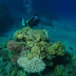 Aïcha Ben Ahmed Instagram - The most magical experience of my life ❤️❤️❤️ @sinaiblues @fssharmelsheikh 📷 @reefvideophoto #diving #sharmelsheikh #naturelovers #naturephotography #bluesea #experiences Sinai Blues, Sharm El Sheikh - Luxury Diving and Water Sports