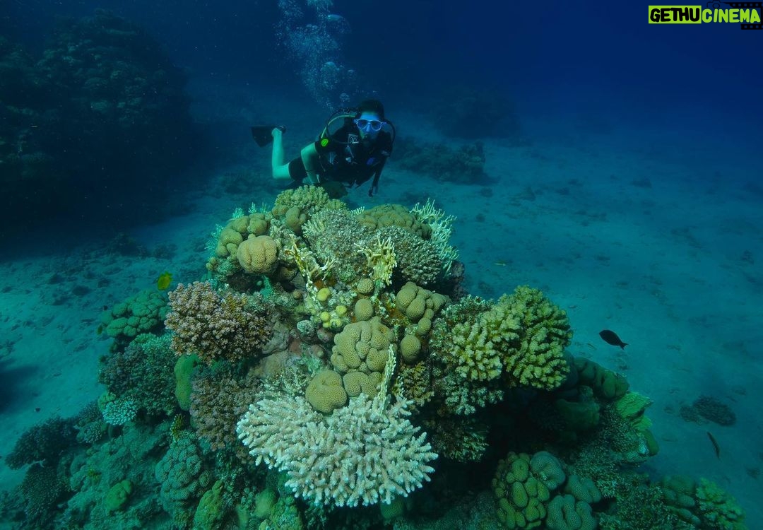Aïcha Ben Ahmed Instagram - The most magical experience of my life ❤️❤️❤️ @sinaiblues @fssharmelsheikh 📷 @reefvideophoto #diving #sharmelsheikh #naturelovers #naturephotography #bluesea #experiences Sinai Blues, Sharm El Sheikh - Luxury Diving and Water Sports