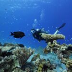 Aïcha Ben Ahmed Instagram - The most magical experience of my life ❤️❤️❤️ @sinaiblues @fssharmelsheikh 📷 @reefvideophoto #diving #sharmelsheikh #naturelovers #naturephotography #bluesea #experiences Sinai Blues, Sharm El Sheikh - Luxury Diving and Water Sports