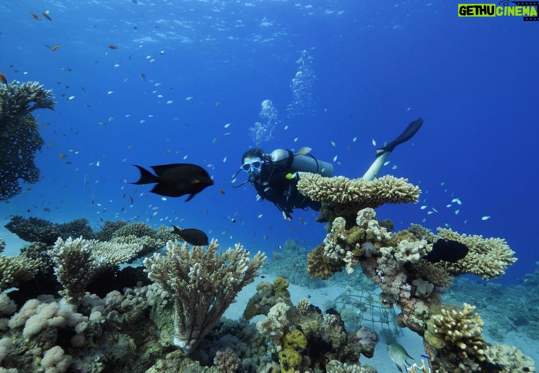 Aïcha Ben Ahmed Instagram - The most magical experience of my life ❤️❤️❤️ @sinaiblues @fssharmelsheikh 📷 @reefvideophoto #diving #sharmelsheikh #naturelovers #naturephotography #bluesea #experiences Sinai Blues, Sharm El Sheikh - Luxury Diving and Water Sports