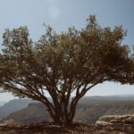 Aarón Díaz Instagram – En este episodio aprendimos que Los tarahumaras se llaman a sí mismos rarámuri, que significa corredores a pie; proviene de las raíces: rara (pie) y muri (correr). Habitan la parte de la Sierra Madre Occidental que atraviesa el estado de Chihuahua y el suroeste de Durango y Sonora. ¿Sabían eso?
🌵🇲🇽 México