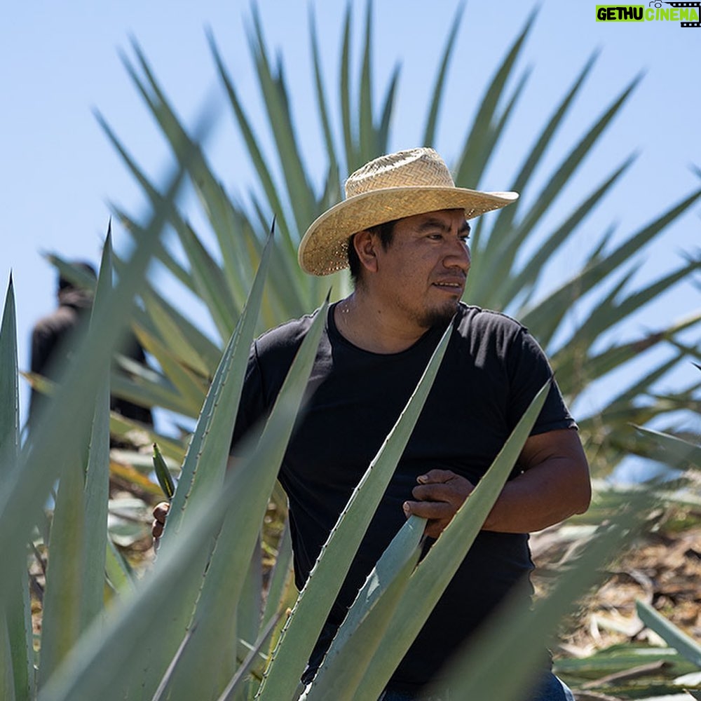 Aaron Paul Instagram - I am so damn proud of @doshombres! None of this would be possible without all of you supporting this beautiful spirit. The person @bryancranston and I would like to thank the most would be our maestro Gregorio Velasco. Without him none of this would be possible. He can track back five generations of beautiful Mezcal coming out of his family. When sipping on Dos Hombres you can taste it. His young boy started learning how to make Mezcal at a very young age just like his father and will eventually take over Dos Hombres once Gregorio decides to hang up his boots. So incredibly proud to be working alongside him, his family and his entire operation. These awards are shared with everyone involved. I raise a glass to them and to all of you out there during this crazy time we are living in. Please stay home and be safe. The future depends on it. Remember, drink responsibly and don’t do it with any of your friends...for now. With love. 🥃