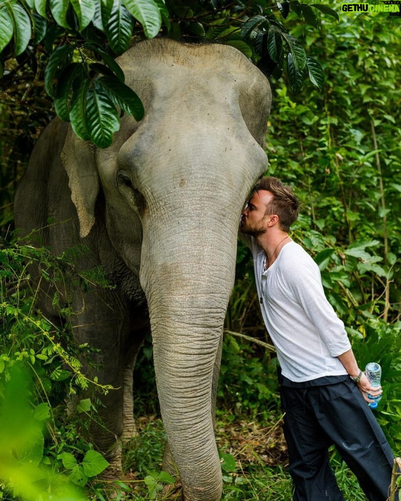 Aaron Paul Instagram - It breaks my heart that our president wants to allow this beautiful country, filled with incredible people, to be able to kill these creatures and have them shipped back into the states. We can't let this happen. Please sign the endless amount of petitions going around at the moment to put a stop to what he is trying to do. It's insane. Also, donate if you can to whatever elephant sanctuary you can find. We need to protect these special beings. Also, head to my story to see how @mybyta is helping out with protecting these beauties. Lots of love.❤️