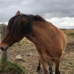 Aaron Paul Instagram - 🐴 Reykjavík, Iceland