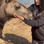 Adah Sharma Instagram - @adah_ki_adah is the newest addition to the Tolfa family, and we are incredibly proud to have her on board. Stay tuned for Project A.D.A.H—Advocating for distressed animals and hope. Coming soon! #tolfa #adah