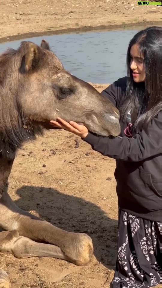 Adah Sharma Instagram - @adah_ki_adah is the newest addition to the Tolfa family, and we are incredibly proud to have her on board. Stay tuned for Project A.D.A.H—Advocating for distressed animals and hope. Coming soon! #tolfa #adah
