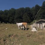 Addison Riecke Instagram – I love cows and wells Sicignano degli Alburni