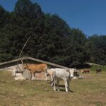Addison Riecke Instagram – I love cows and wells Sicignano degli Alburni
