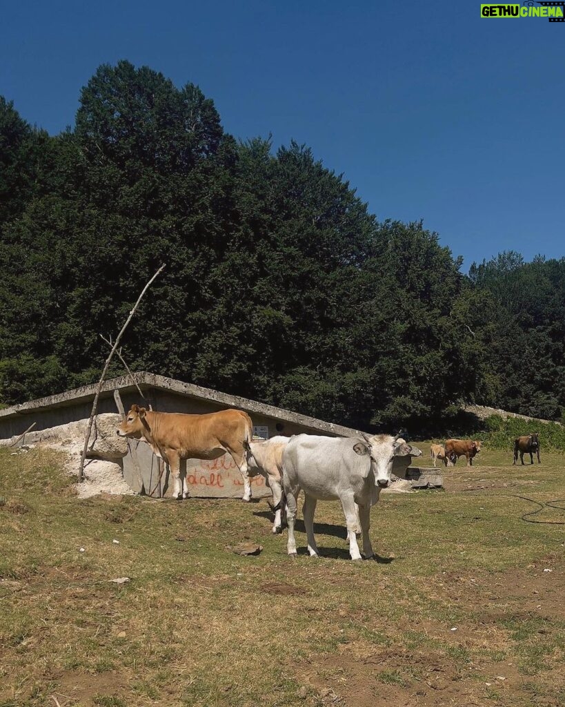 Addison Riecke Instagram - I love cows and wells Sicignano degli Alburni