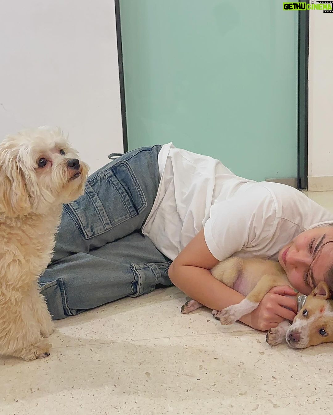 Aditi Bhatia Instagram - I am so overwhelmed with the love I’m receiving. Growing up I have always done my best to help Indies and I continue to do my bit. It’s an honour to have Ollie as a part of my family now. 🥰 I hope this message only influences you to do your bit whenever you get a chance to. It breaks my heart to see people beating feeders and videos of animal cruelty that surface on the internet every other day. This is the least I could do as an individual, I salute NGOs that are tirelessly working for animals. I’m happy that I can use my platform for the right reasons. I’m putting down all the names of the wonderful organisations, please follow them and see the beautiful side of humanity. Do try and help whenever an instance arises, your small move can help save a life ✨ @rai_manavi @kartavyasociety @loonytails @funandfur @stronglittlepaws @allcreaturesgreatandsmallngo @theweexistfoundation @waggingtales_in @letthepawroar @peepalfarm @_heartilyclaws_ @pawthon @tales_of_tailss @rescuebygarima @voice_of_stray_animals_hapur @perroayuda @animalaid_india @street_worldz709 @straydogsfeeder