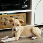 Aditi Bhatia Instagram - I am so overwhelmed with the love I’m receiving. Growing up I have always done my best to help Indies and I continue to do my bit. It’s an honour to have Ollie as a part of my family now. 🥰 I hope this message only influences you to do your bit whenever you get a chance to. It breaks my heart to see people beating feeders and videos of animal cruelty that surface on the internet every other day. This is the least I could do as an individual, I salute NGOs that are tirelessly working for animals. I’m happy that I can use my platform for the right reasons. I’m putting down all the names of the wonderful organisations, please follow them and see the beautiful side of humanity. Do try and help whenever an instance arises, your small move can help save a life ✨ @rai_manavi @kartavyasociety @loonytails @funandfur @stronglittlepaws @allcreaturesgreatandsmallngo @theweexistfoundation @waggingtales_in @letthepawroar @peepalfarm @_heartilyclaws_ @pawthon @tales_of_tailss @rescuebygarima @voice_of_stray_animals_hapur @perroayuda @animalaid_india @street_worldz709 @straydogsfeeder