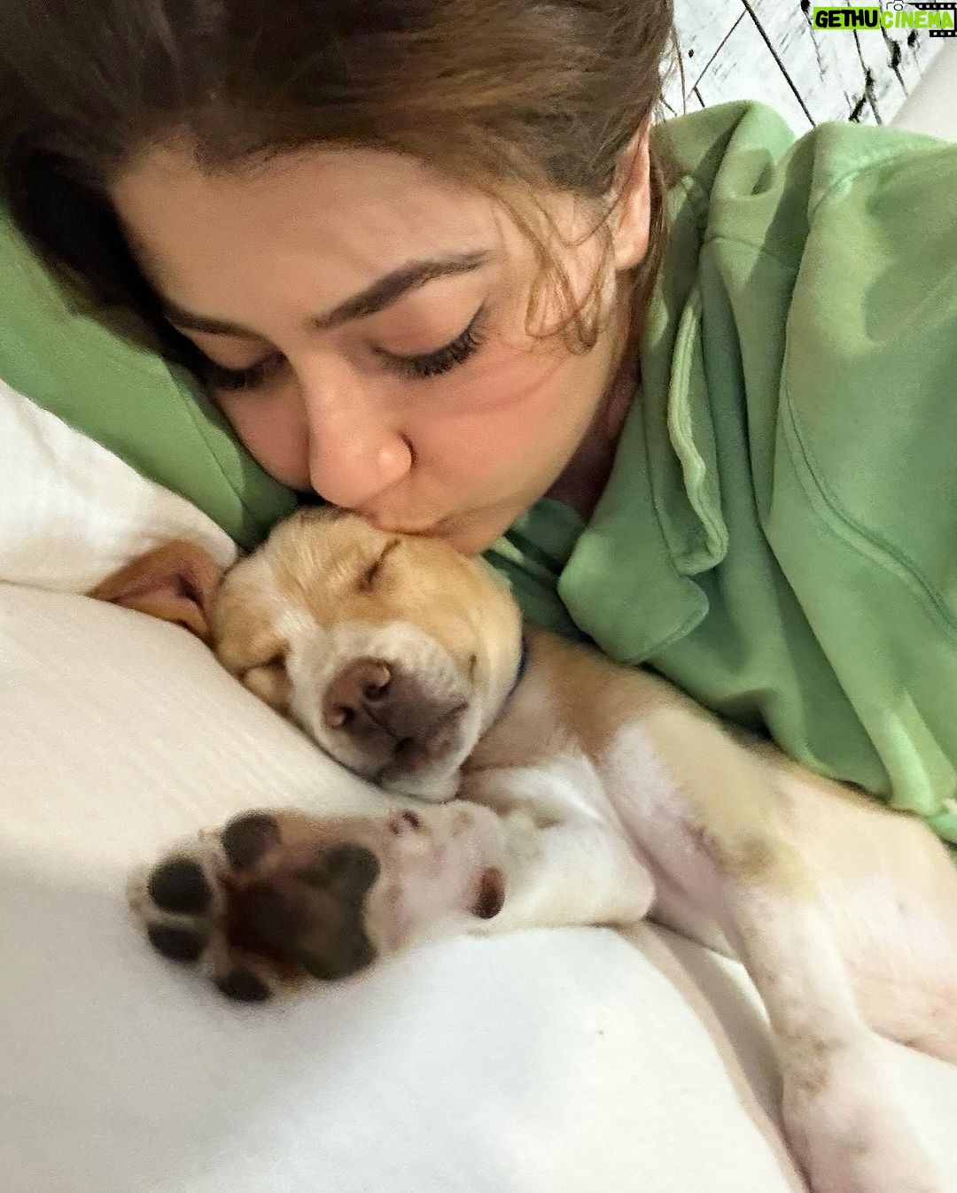 Aditi Bhatia Instagram - I am so overwhelmed with the love I’m receiving. Growing up I have always done my best to help Indies and I continue to do my bit. It’s an honour to have Ollie as a part of my family now. 🥰 I hope this message only influences you to do your bit whenever you get a chance to. It breaks my heart to see people beating feeders and videos of animal cruelty that surface on the internet every other day. This is the least I could do as an individual, I salute NGOs that are tirelessly working for animals. I’m happy that I can use my platform for the right reasons. I’m putting down all the names of the wonderful organisations, please follow them and see the beautiful side of humanity. Do try and help whenever an instance arises, your small move can help save a life ✨ @rai_manavi @kartavyasociety @loonytails @funandfur @stronglittlepaws @allcreaturesgreatandsmallngo @theweexistfoundation @waggingtales_in @letthepawroar @peepalfarm @_heartilyclaws_ @pawthon @tales_of_tailss @rescuebygarima @voice_of_stray_animals_hapur @perroayuda @animalaid_india @street_worldz709 @straydogsfeeder