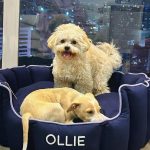 Aditi Bhatia Instagram - I am so overwhelmed with the love I’m receiving. Growing up I have always done my best to help Indies and I continue to do my bit. It’s an honour to have Ollie as a part of my family now. 🥰 I hope this message only influences you to do your bit whenever you get a chance to. It breaks my heart to see people beating feeders and videos of animal cruelty that surface on the internet every other day. This is the least I could do as an individual, I salute NGOs that are tirelessly working for animals. I’m happy that I can use my platform for the right reasons. I’m putting down all the names of the wonderful organisations, please follow them and see the beautiful side of humanity. Do try and help whenever an instance arises, your small move can help save a life ✨ @rai_manavi @kartavyasociety @loonytails @funandfur @stronglittlepaws @allcreaturesgreatandsmallngo @theweexistfoundation @waggingtales_in @letthepawroar @peepalfarm @_heartilyclaws_ @pawthon @tales_of_tailss @rescuebygarima @voice_of_stray_animals_hapur @perroayuda @animalaid_india @street_worldz709 @straydogsfeeder
