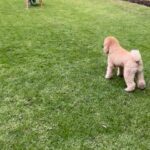 Adrián Uribe Instagram - Salió mas bravo el perro bigotón! 😂🐶