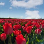 Ahana Kumar Instagram - Never Ending Tulip Fields 🌷 A Dream For Sure 🫶🏻 #Netherlands #Holland #TulipFields 🤍✨