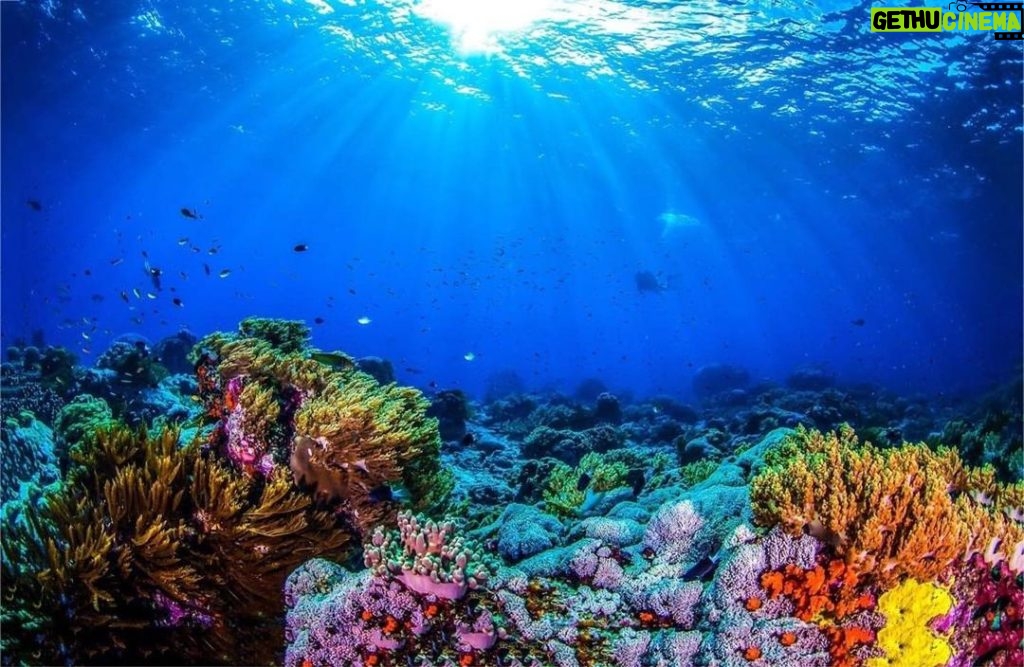Aidan Gallagher Instagram - ⚠️Coral reefs are biological “hotspots” of the ocean & we have lost 50% of coral cover. This loss is projected to reach 90% with even 1.5 degree Celsius of global heating 🌡️. Learn more about them by diving virtually into the waters of Belize! Link in bio @unep #WildforLife #GlowingGone