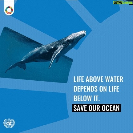 Aidan Gallagher Instagram - A healthy ocean benefits everyone & helps achieve the #GlobalGoals. Join me and the @UN and #ActNow to #SaveOurOcean: https://www.un.org/sustainabledevelopment/5-actions-you-can-take-to-saveourocean/ @unitednations, @unep Seattle, Washington