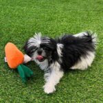 Aiki Instagram - 최애의 주말. 콩이랑🐾 #시츄엄마 #최애의아이키