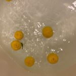 Aimyon Instagram - 大好きなご夫婦から お風呂にどうぞと、柚子頂いて。 初めて家で柚子風呂したねん。 明日良い歌歌えそう。 皆さんに楽しんでもらえたら 嬉しいな、私も楽しむぴいす🐭🍷