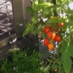 Aimyon Instagram - 「愛の花」 MUSIC VIDEO 📹 やっほーっ。観てくれたかな！ 朝ドラの主題歌です。 らんまん、ほんまに面白すぎて、ハマってる。 MVに映ってる植物、実はどれかひとつ家に連れて帰りました。 p.s 仙台に向かってるよ🚄