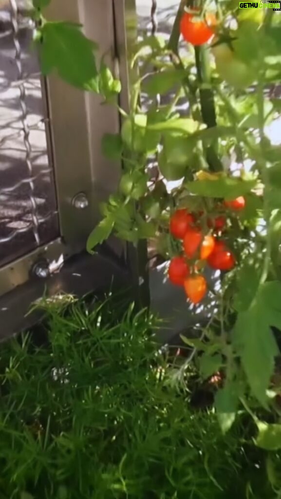 Aimyon Instagram - 「愛の花」 MUSIC VIDEO 📹 やっほーっ。観てくれたかな！ 朝ドラの主題歌です。 らんまん、ほんまに面白すぎて、ハマってる。 MVに映ってる植物、実はどれかひとつ家に連れて帰りました。 p.s 仙台に向かってるよ🚄